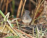Bruine Boszanger / Dusky Warbler