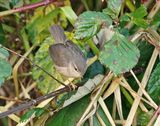 Bruine Boszanger / Dusky Warbler