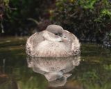 Dodaars / Little Grebe