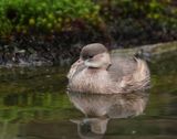 Dodaars / Little Grebe