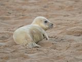 Grijze Zeehond / Gray Seal