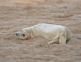 Grijze Zeehond / Gray Seal