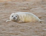Grijze Zeehond / Gray Seal