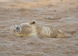 Grijze Zeehond / Gray Seal