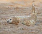 Grijze Zeehond / Gray Seal