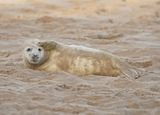 Grijze Zeehond / Gray Seal