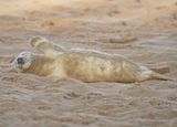 Grijze Zeehond / Gray Seal