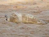 Grijze Zeehond / Gray Seal