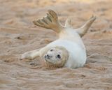 Grijze Zeehond / Gray Seal