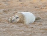 Grijze Zeehond / Gray Seal