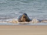 Grijze Zeehond / Gray Seal