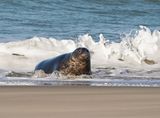 Grijze Zeehond / Gray Seal