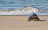 Grijze Zeehond / Gray Seal