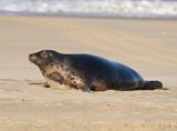 Grijze Zeehond / Gray Seal