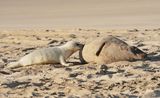 Grijze Zeehond / Gray Seal