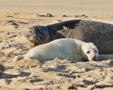 Grijze Zeehond / Gray Seal