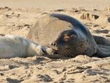 Grijze Zeehond / Gray Seal