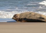 Grijze Zeehond / Gray Seal