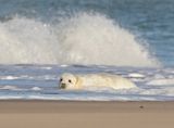 Grijze Zeehond / Gray Seal