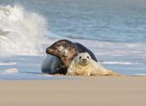 Grijze Zeehond / Gray Seal