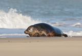 Grijze Zeehond / Gray Seal