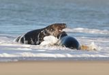 Grijze Zeehond / Gray Seal