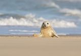 Grijze Zeehond / Gray Seal