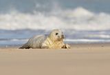 Grijze Zeehond / Gray Seal