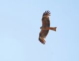 Zwarte Wouw / Black Kite