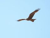 Zwarte Wouw / Black Kite