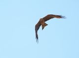 Zwarte Wouw / Black Kite