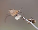 Snuitvlinder / Nettle-tree Butterfly