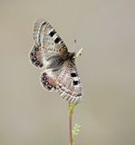 Pijpbloemapollo / False Apollo