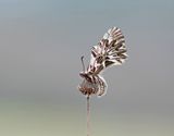 Zuidelijke Pijpbloemvlinder / Southern Festoon