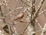 Balkanbaardgrasmus / Eastern Subalpine Warbler