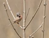 Balkanbaardgrasmus / Eastern Subalpine Warblerr