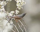 Balkanbaardgrasmus / Eastern Subalpine Warbler