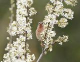Balkanbaardgrasmus / Eastern Subalpine Warbler