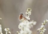 Balkanbaardgrasmus / Eastern Subalpine Warbler