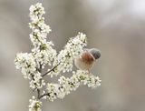Balkanbaardgrasmus / Eastern Subalpine Warbler