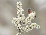 Balkanbaardgrasmus / Eastern Subalpine Warbler