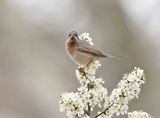Balkanbaardgrasmus / Eastern Subalpine Warbler