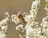 Balkanbaardgrasmus / Eastern Subalpine Warbler