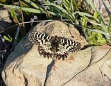 Zuidelijke Pijpbloemvlinder / Southern Festoon