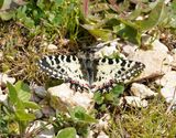 Oostelijke Pijpbloemvlinder / Eastern Festoon