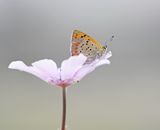 Griekse Vuurvlinder / Grecian Copper