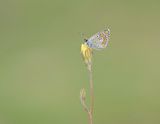 Bruin Blauwtje / Brown Argus