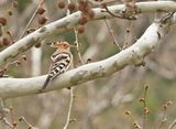 Hop / Eurasian Hoopoe