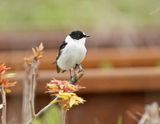 Withalsvliegenvanger / Collared Flycatcher