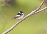 Withalsvliegenvanger / Collared Flycatcher